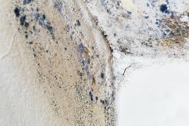 Best Forensic Mold Investigation  in Dunlap, IA